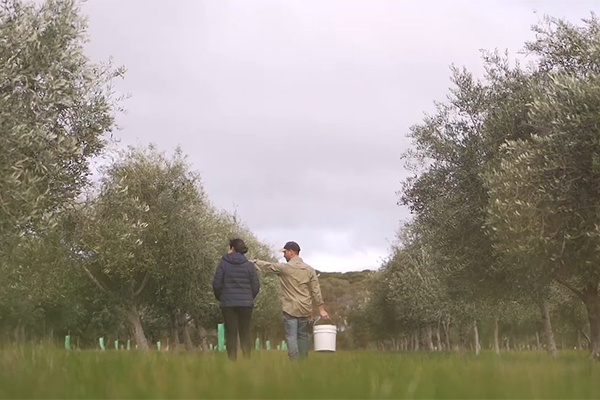 Kangaroo Island Olives